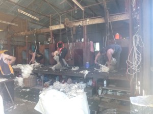 12. Shearers à l'oeuvre