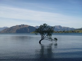 31. Wanaka et son arbre dans le lac