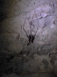 69. Waitomo caves9 - Weta
