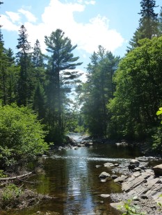 7. Algonquin nat park7