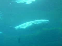 73. Aquarium Vancouver2