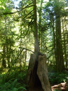 98. De nouveaux arbres naissent à partir de souches d'arbres morts...