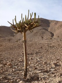 5-cactus-candelabre-sur-la-route