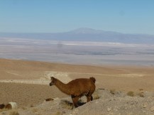 2-lama-sur-le-bord-de-la-route