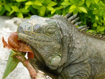 27. Parc aux iguanes6