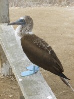 43. L'oiseau des lieux - Le fou aux pieds bleus