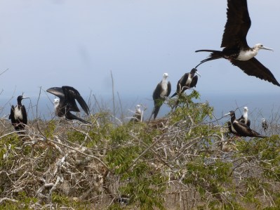 51. Une autre espèce de l'île - La frégate