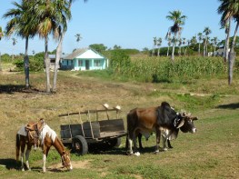 Cuba - Sur la route de Vinales