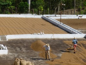 Cuba - Sur la route vers Trinidad, notre taxi nous arrête pour observer une exploitation de café. Ici le séchage des fèves.